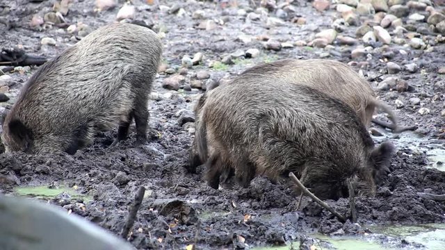Wildschweine w&uuml;hlen im matschigen Untergrund, full HD 1080p Video Footage 25 fps
