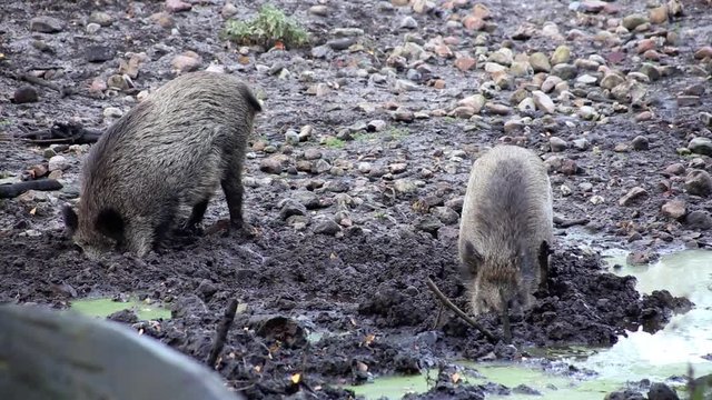 Wildschweine w&uuml;hlen im matschigen Untergrund, full HD 1080p Video Footage 25 fps