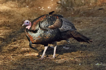 Wild Turkey (Meleagris gallopavo) Large game bird. Native American bird. Male Turkey on the edge of a forest