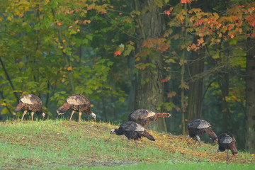 Wild Turkey (Meleagris gallopavo) Large game bird. Native American bird. Flock of  Turkey on the edge of a forest