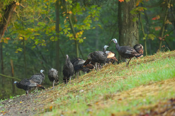 Wild Turkey (Meleagris gallopavo) Large game bird. Native American bird. Flock of  Turkey on the edge of a forest