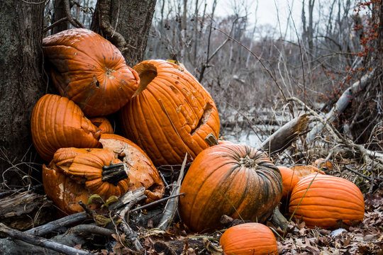 Pile of discarded pumpkins left in the woods after the Halloween season ends
