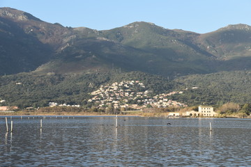 landscape withe the lake and birds
