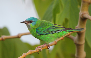 Blue Dacnis
