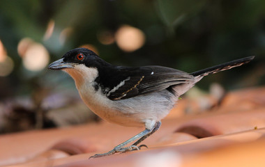 Bird of the roof
