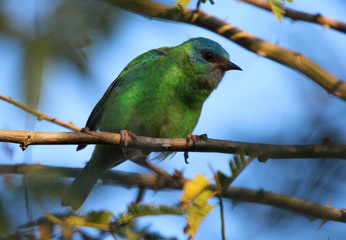 Blue Dacnis