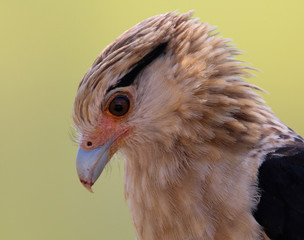 Caracara