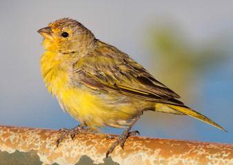 Saffron Finch