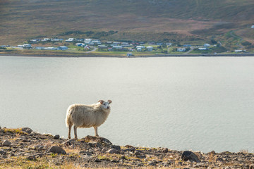 Sheep on top of fjord in west fjords, Iceland