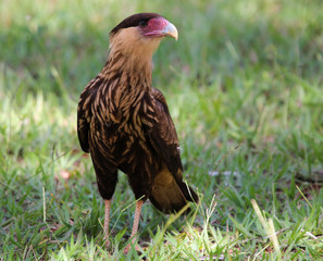 Caracara