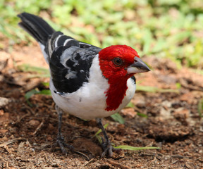 Red-crested Cardinal