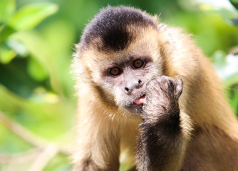 Monkey