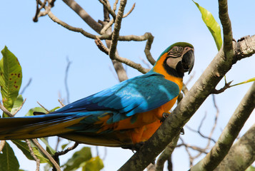 Macaw
