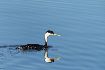 Western Grebe swimming on a calm lake.  The western grebe is the largest North American grebe.