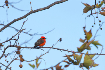 Vermilion fly catcher on a branch. It is a favorite with birders, but is not generally kept in aviculture, as the males tend to lose their vermilion coloration when in captivity..