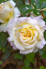 Tea Roses Symbolic of Peace