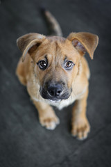 Adorable puppy looking up