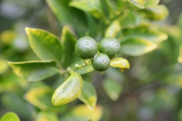 Kumquat fruits 
