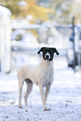 Obraz na płótnie Canvas Alert dog standing in snow