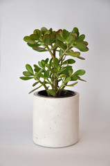 Concrete planter cylinder