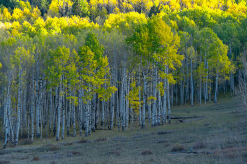 A small grove of yellow and green aspens