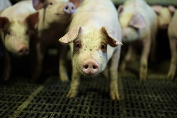 Boss pig and his support group.