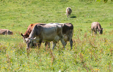 Fototapeta premium cows in a field