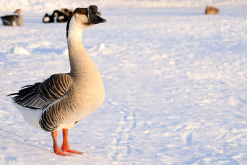 Large Goose Standing in Snow with Ducks in Background