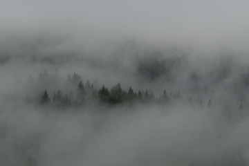 Niebla y Árboles