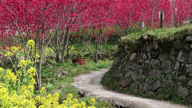 天国に一番近い里 石垣のある道 アップ