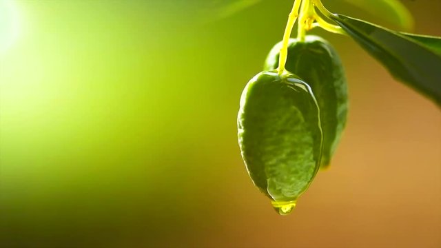 Olive Oil drop on growing green olive. Olive tree in a garden. Slow motion 4K UHD video 3840x2160