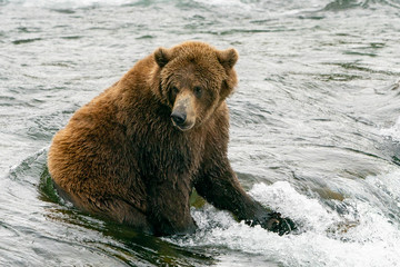 Obraz premium Dark Brown Grizzly Bear at the Top of Waterfall