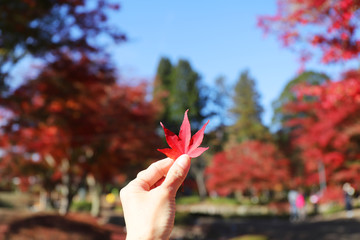 紅葉のはっぱ