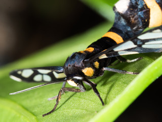 couple of black moth on a leaf in mating season