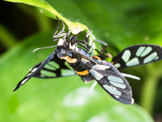 couple of black moth on a leaf in mating season