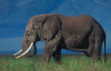 Obraz premium African Elephant 