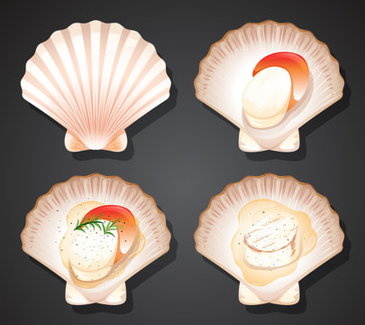 Set of scallops scene