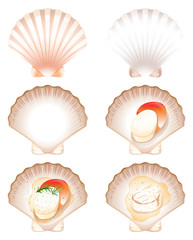 Set of fresh and cook scallop