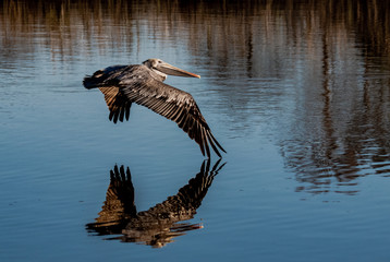 Pelican in Flight