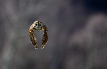 Tanwy owl (Strix aluco) in flight 2