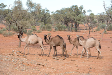  wild camels in  outback Queensland, Australia.