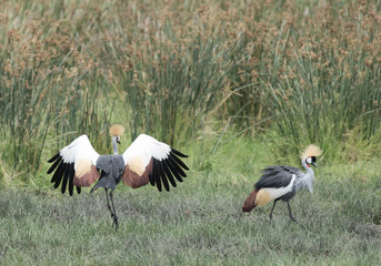 Obraz na płótnie Canvas Africa, Tanzania Serengeti National Park, Ngorongoro crater area crowned crane dancing.