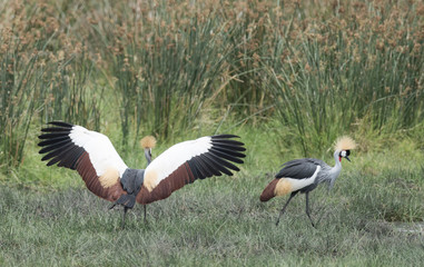 Fototapeta premium Africa, Tanzania Serengeti National Park, Ngorongoro crater area crowned crane dancing.