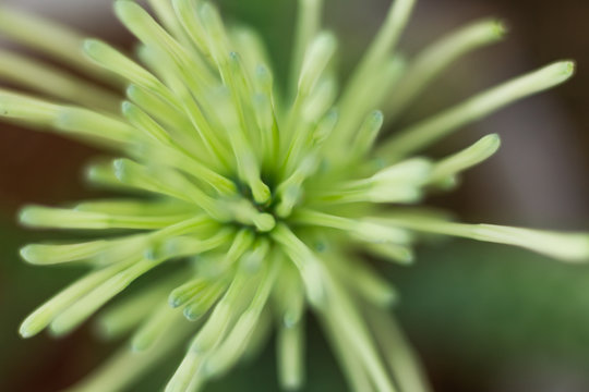 Flor de espada de s&atilde;o jorge