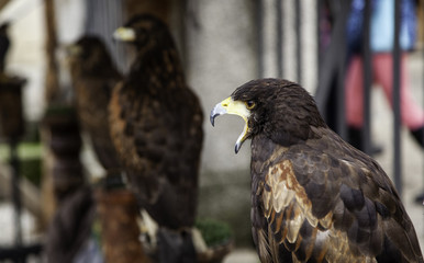 Wild Hawks