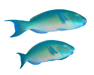 Parrotfish fish isolated on white background  