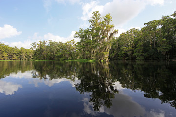 Fototapeta na wymiar Cyprees trees and clouds reflected on the still waters of Fisheating Creek, Florida.