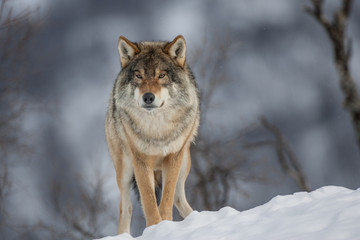 Obraz premium Eurasian Wolf