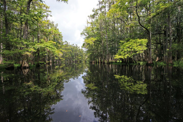Fototapeta na wymiar Cyprees trees and clouds reflected on the still waters of Fisheating Creek, Florida.