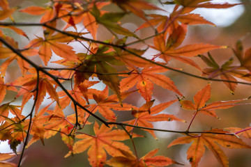 Autumn Leaves in Japan